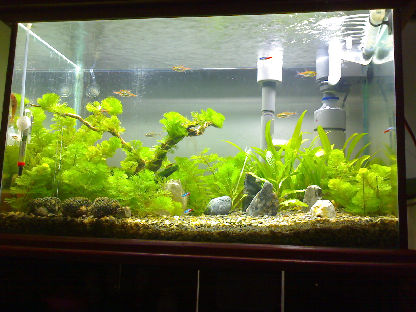 Padang Aquarium 2012