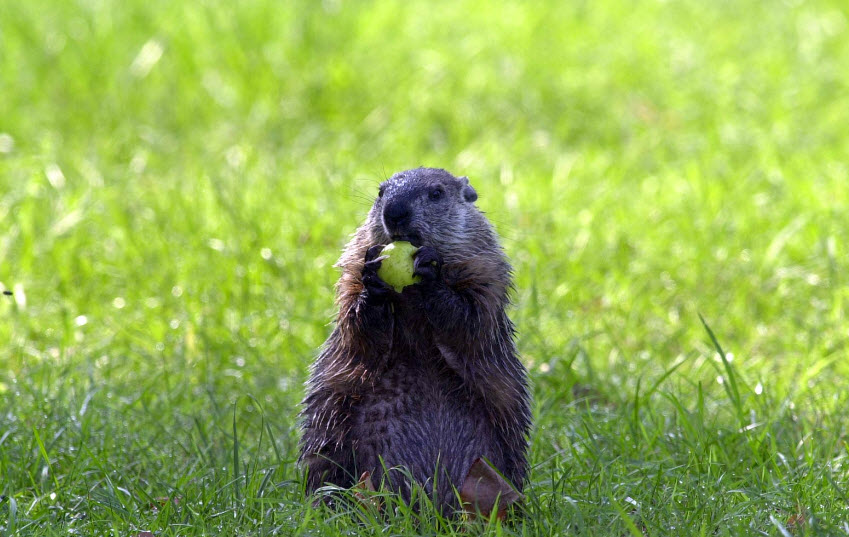Groundhog The Life of Animals