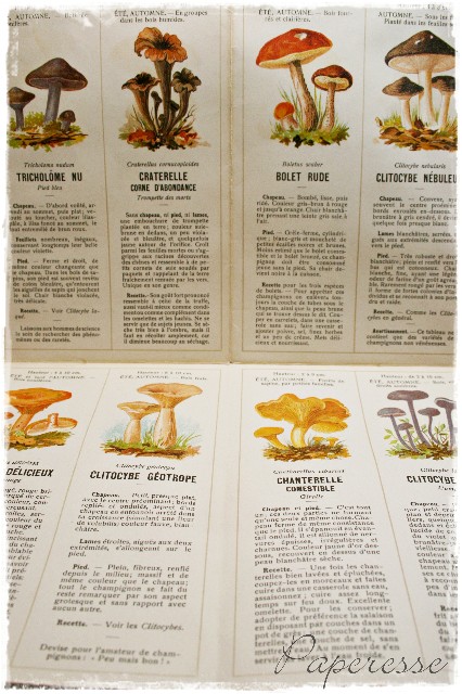 Mushroom Season Chart