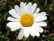 White Flowers (ox eye daisy )