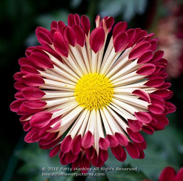 ngozi gold wedding flowers and their symbolic meanings what determines flower size