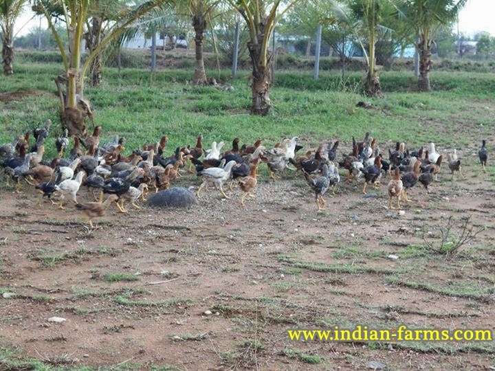 Tamilnadu poultry farms
