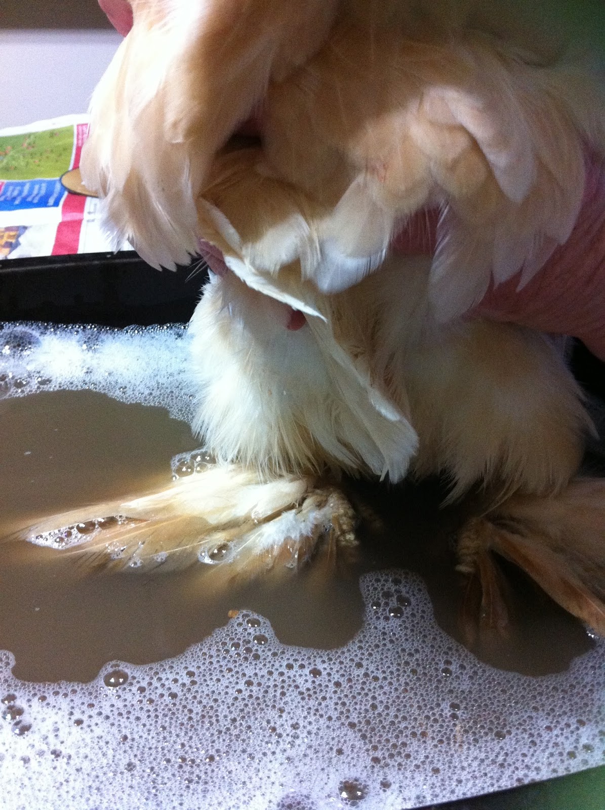 Living In The Land Of Oz Chicken Foot Bath, Pedicure & Facial