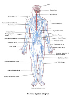 Science Systems Essay: A Letter To The Human Body Corp.