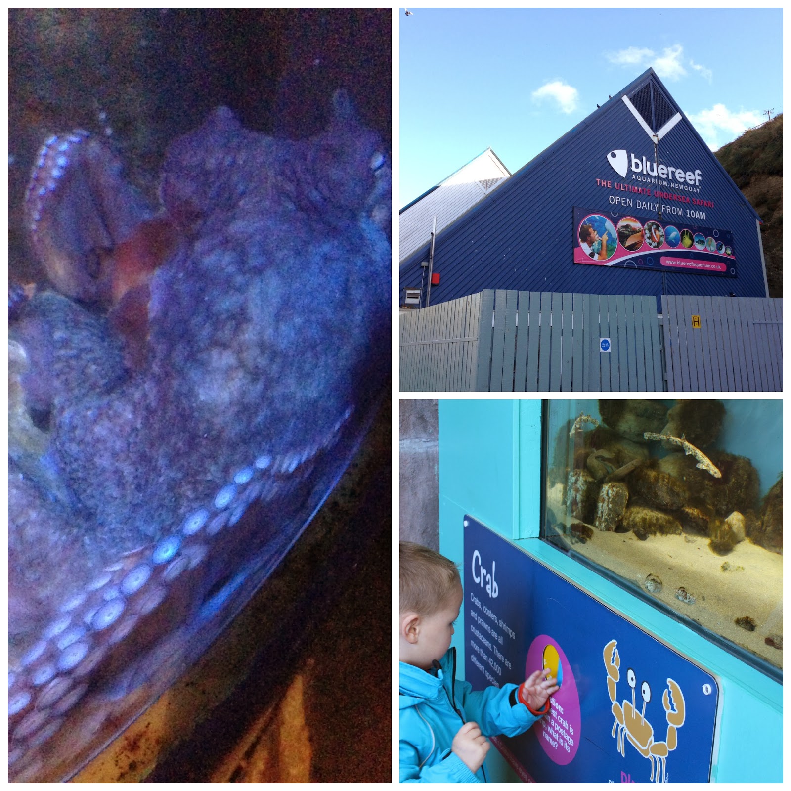Blue Reef Aquarium Newquay ChelseaMamma