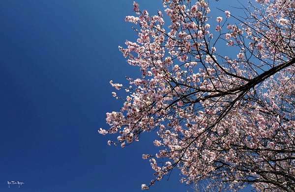 [Image: hoa-dao-no-ro-o-Uc-2.jpg]