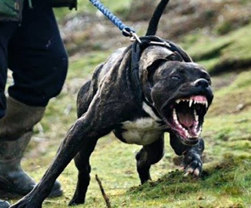 TOP 15 STRONGEST DOGS IN THE WORLD