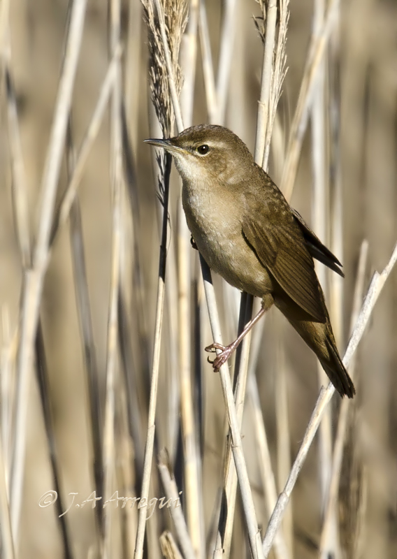 Buscarla unicolor, Locustella luscinioides, Savi´s Warbler Buscarla unicolor, Locustella luscinioides, Savi´s Warbler