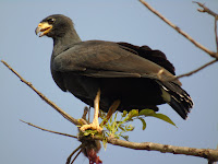 Common Black Hawk with mammal prey