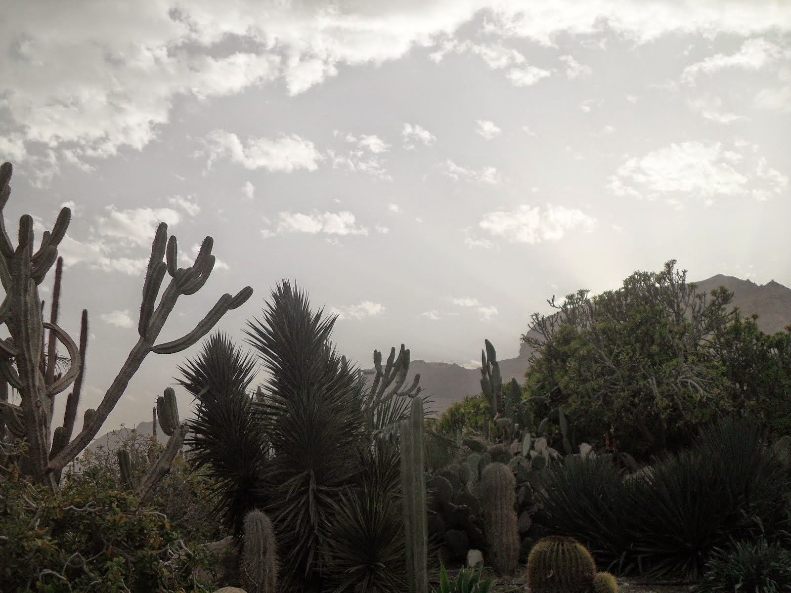 Ein Gedi Botanic Garden