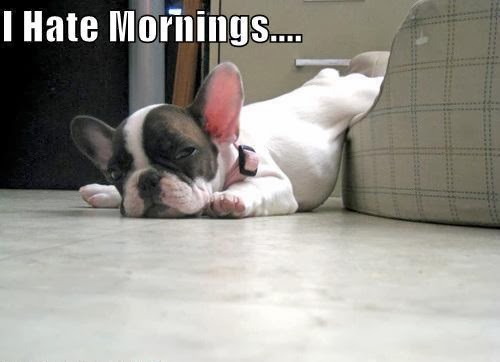 most famous dogs cute and funny dog posters