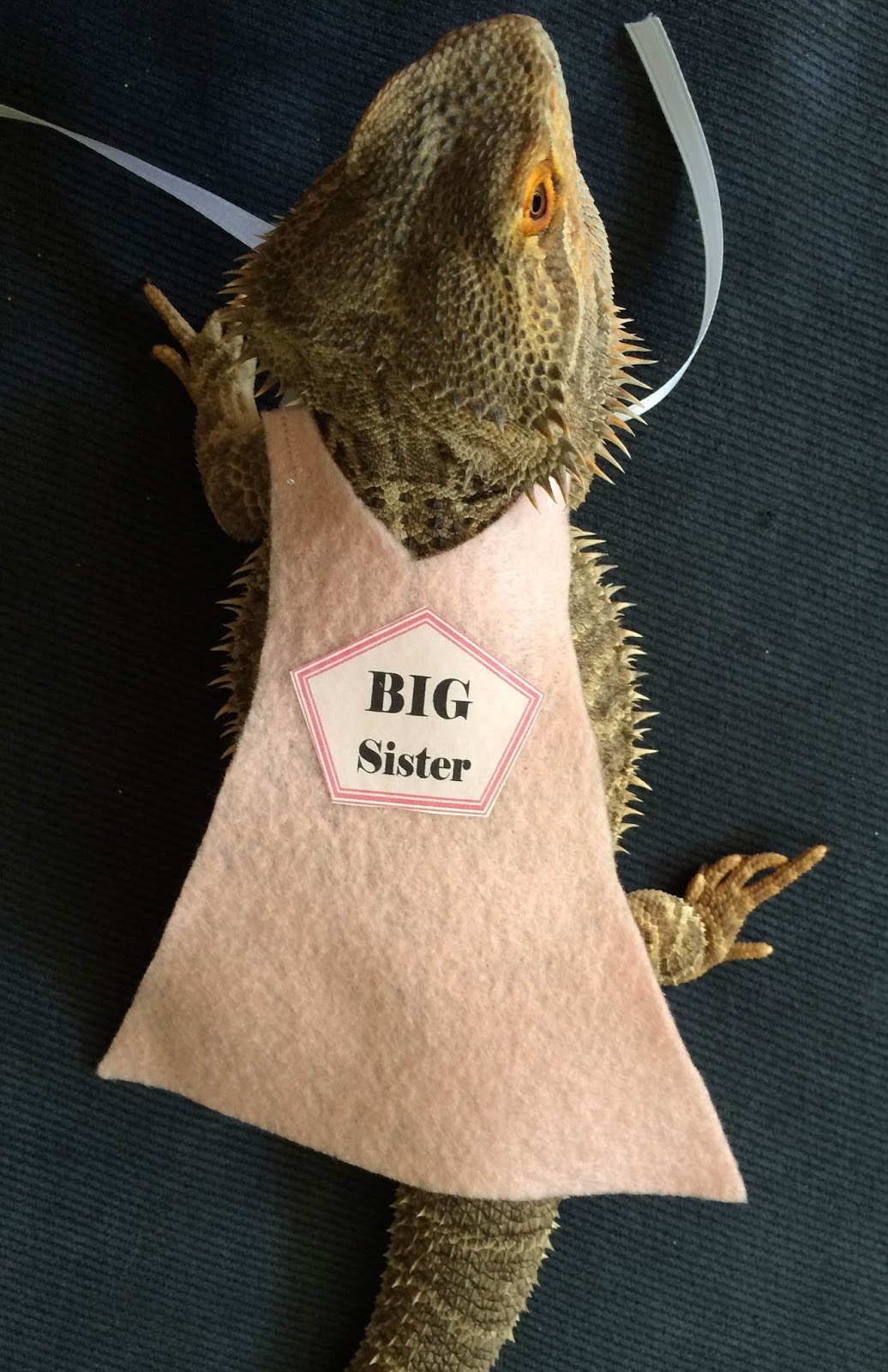 bearded-dragon-outfits-petsmart-wizard-costume