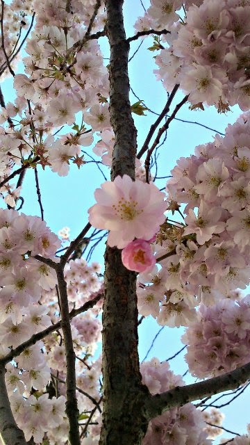 Blog Archives Caelanmaja