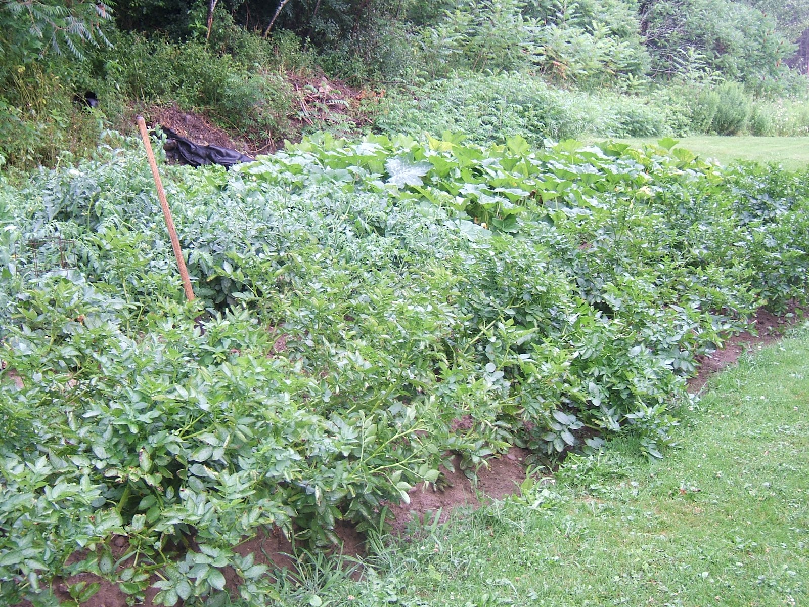 Comfrey and ChickensA Good Idea? Community Chickens