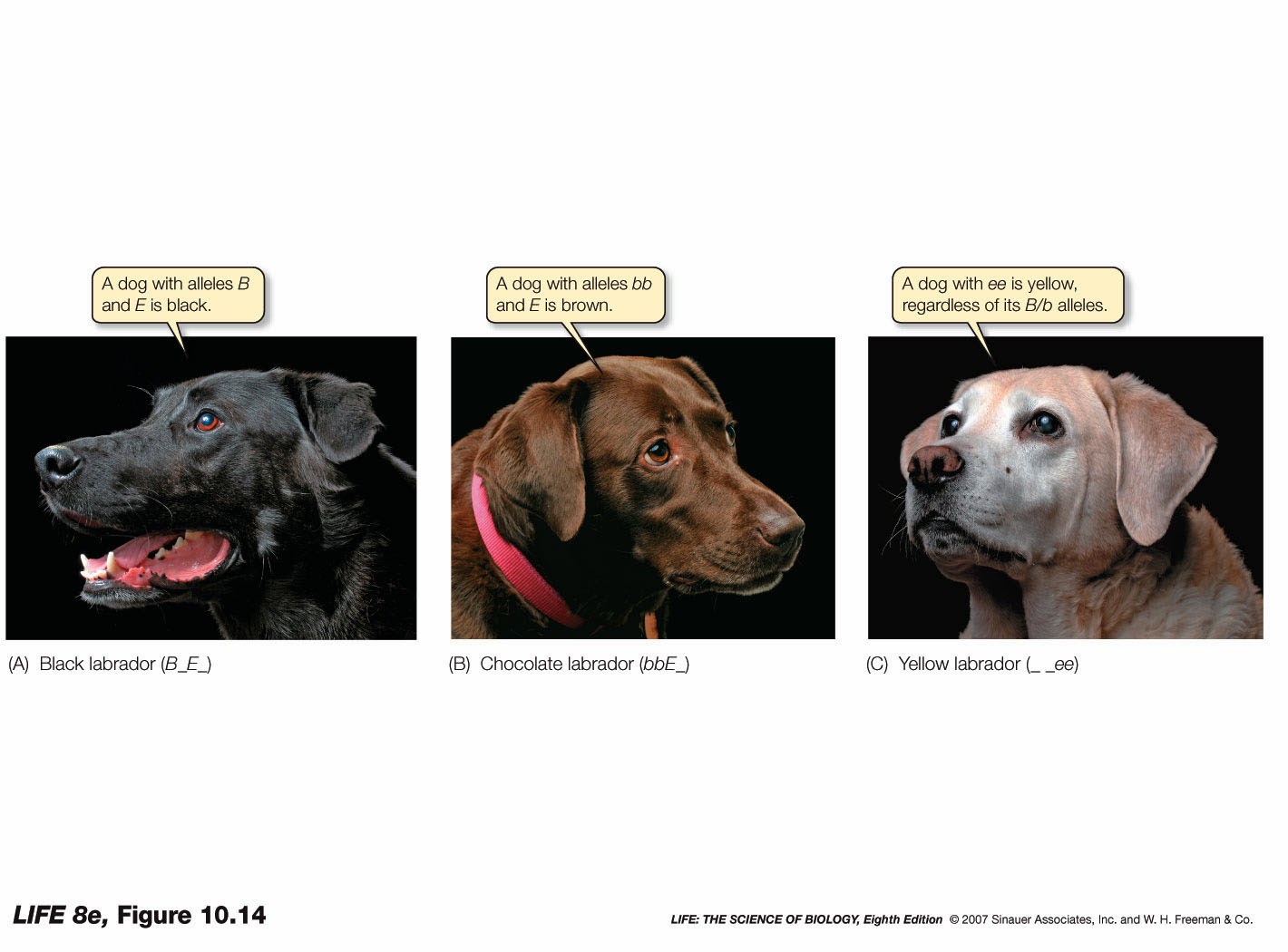 Ciencias de Joseleg Epistasis