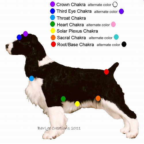 Homework My Dog Didn't Eat: Find Out Where the Charka Points are on Your Dog