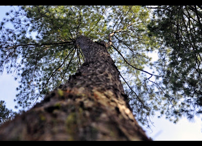 Pine trees of Malaybalay City