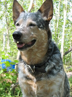 Female Kelpie Dog Names Female Kelpie Dog Names