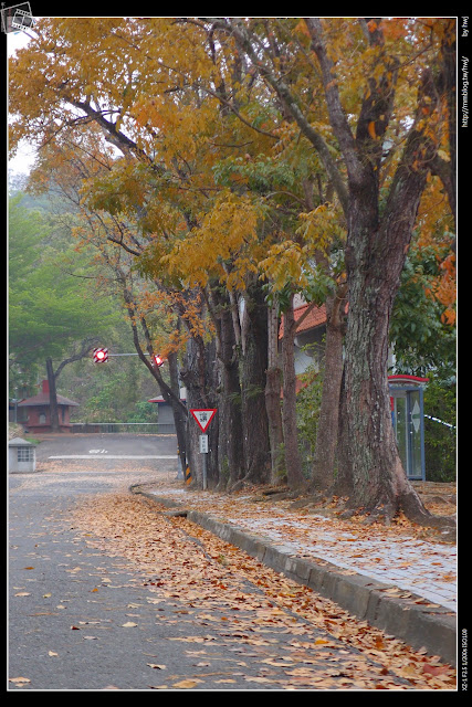 2015-03-27南投中興新村落葉美景-大葉桃花心木