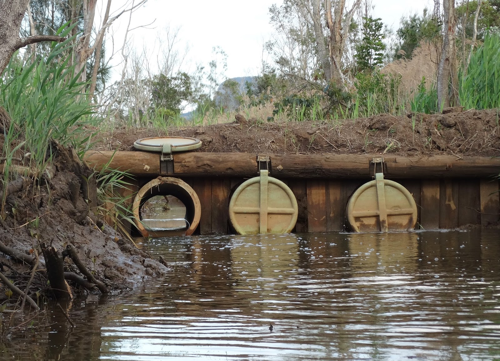 sunshinecoastbirds Yandina Creek Wetlands Unplugged