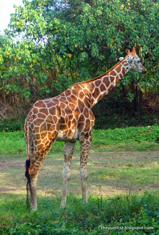 Giraffe Viewed on the Safari Journey mara river safari lodge, bali safari