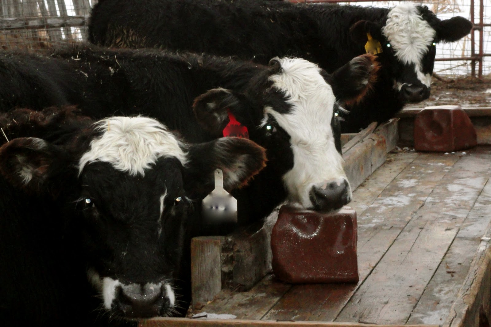 Griggs Dakota On the Hoof Raising Live Calves