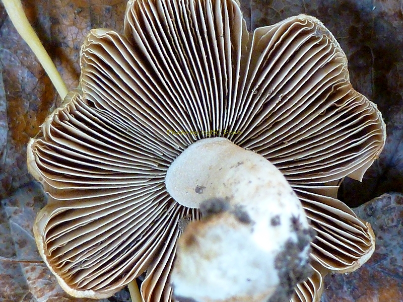 Upside Down Mushroom
