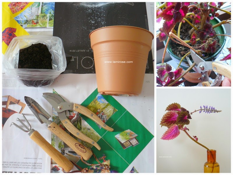 Le Blog Du Jardin De La Salamandre