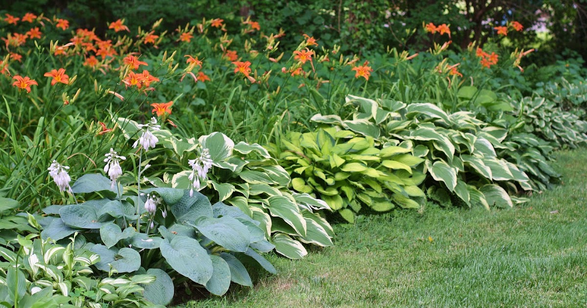 High Street Market Lilies & Hostas