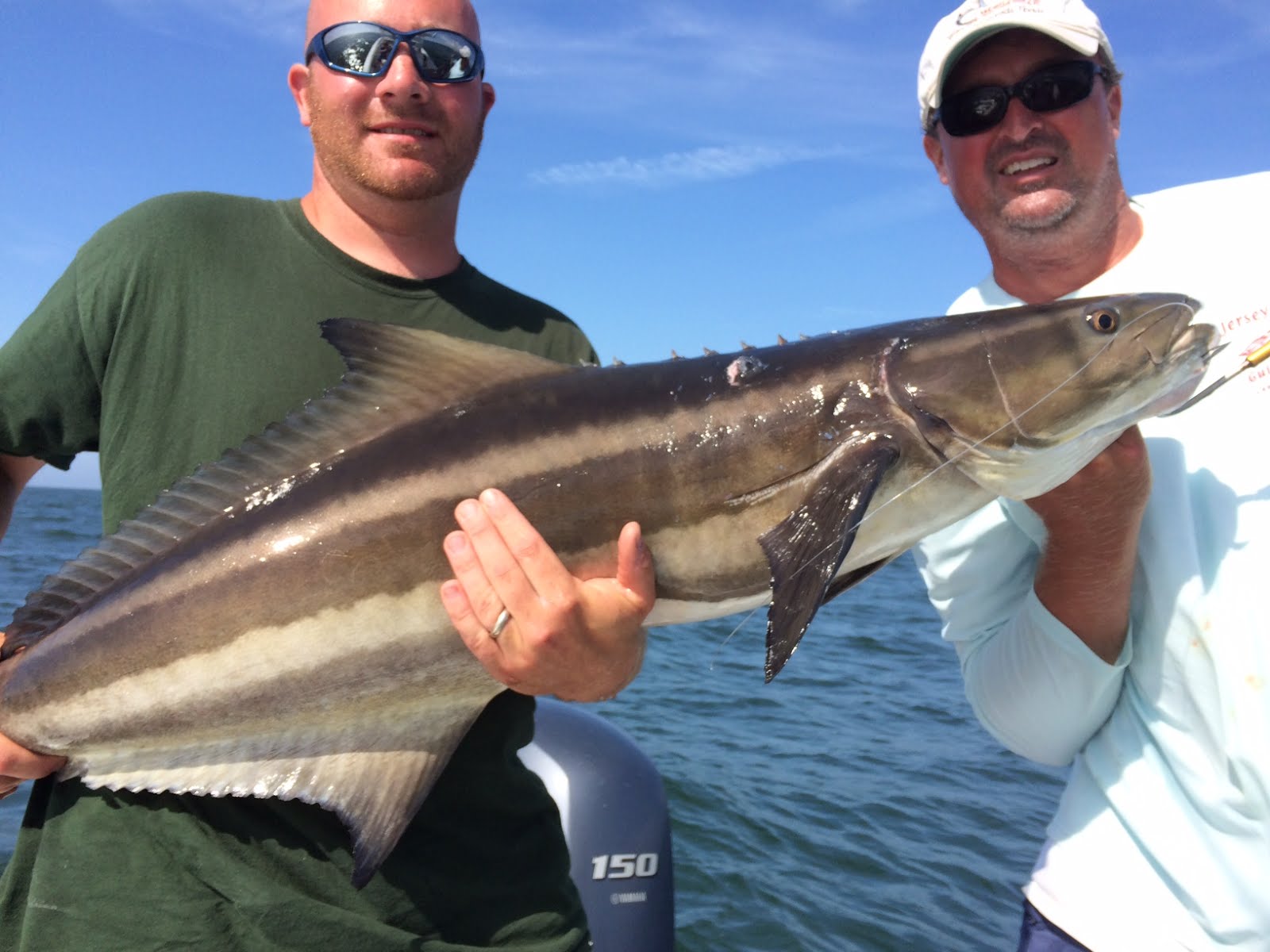 Jersey Cape Guide Service Cobia and Sharks