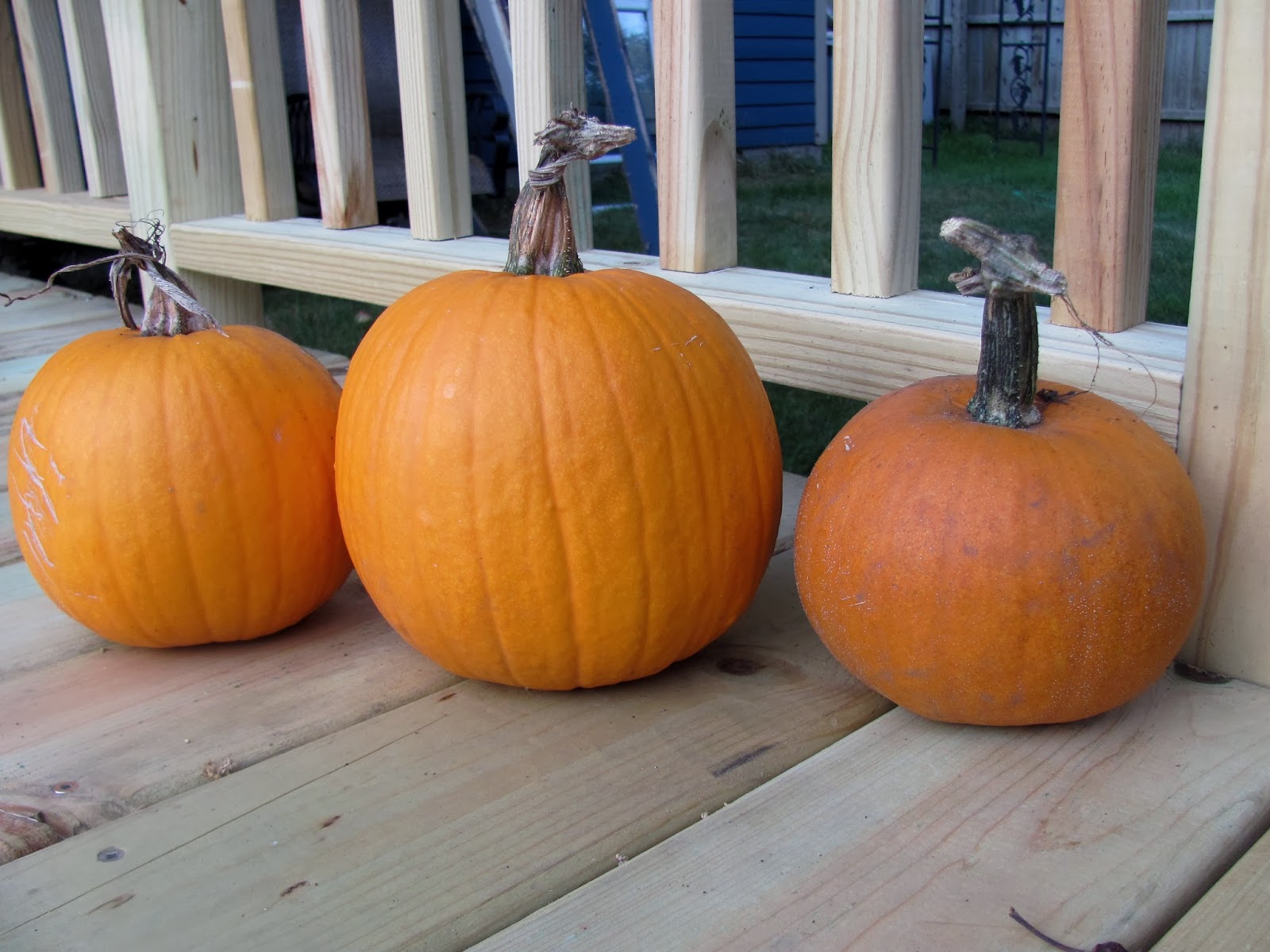 Sweet Domesticity How to Freeze Pumpkin [and Winter Squash, too!]