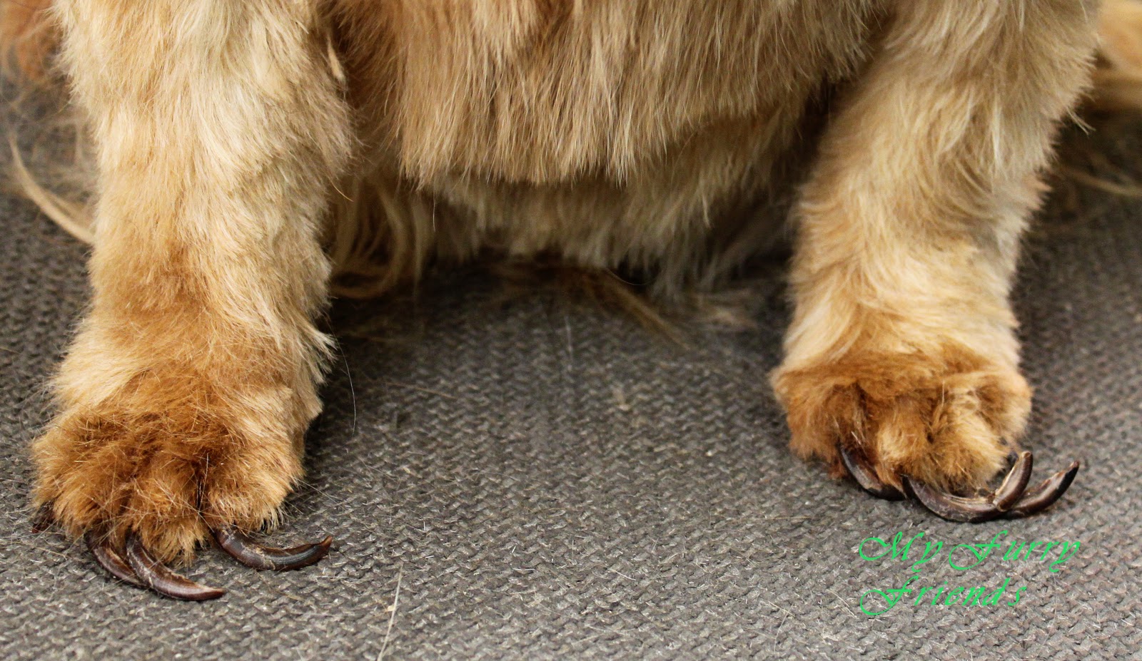 how to trim a yorkie s how to trim yorkie nails breeds picture how to trim a yorkie s how to trim yorkie nails breeds picture