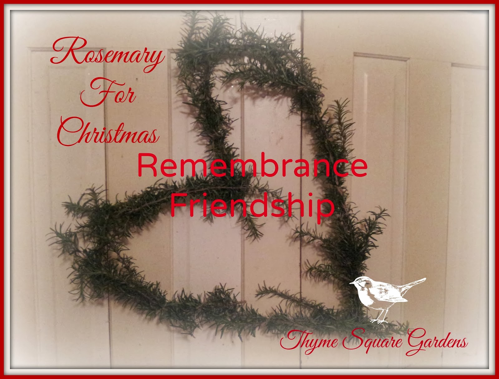 TSG Rosemary For Christmas (Propagation)