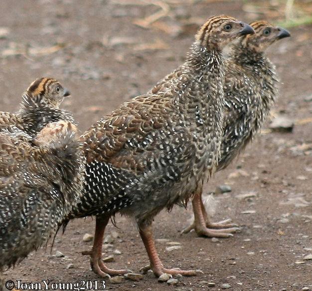 South African Photographs Helmeted Guineafowl