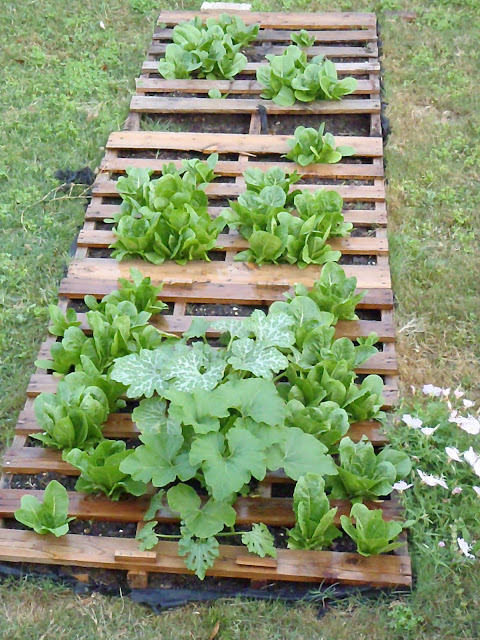 Pallet Garden http://muttnut.blogspot.com/