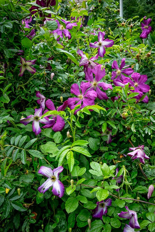 Plant World October 2015