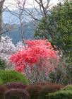 ada x bunga lain dat make the tree looks red from the top to da bottom...da uniqueness of sakura