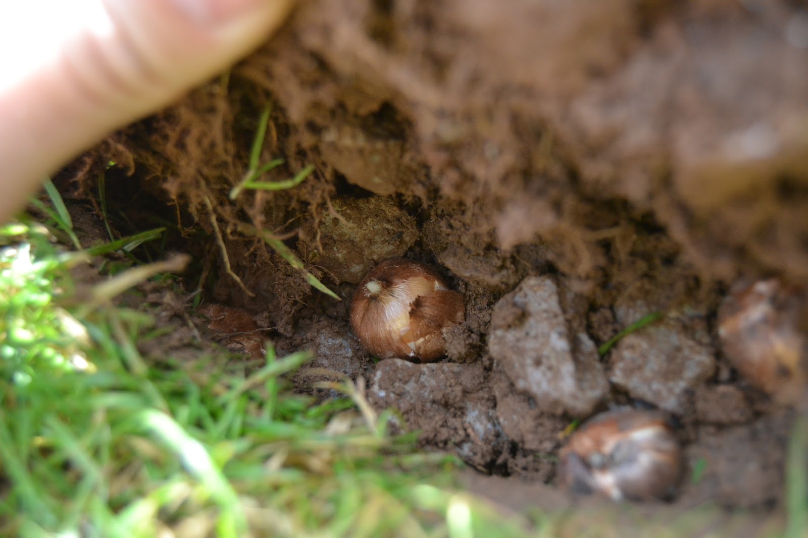 The beginner gardener Planting out Crocus bulbs