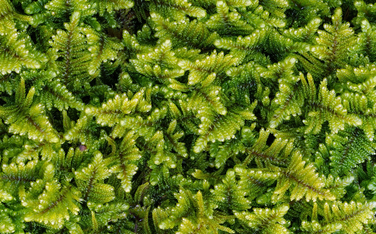 Zoë Design Day 71 Wallpaperaday "Vertical GardenMoss"