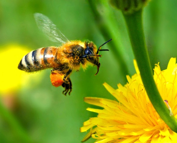 honey bee autan desktop wallpaper