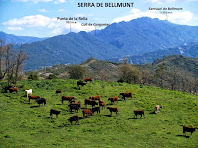 Vaques pasturant als camps de Can Carriel i al seu darrere la Serra de Bellmunt amb el santuari homònim en un extrem Vaques pasturant als camps de Can Carriel i al seu darrere la Serra de Bellmunt amb el santuari homònim en un extrem