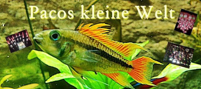 Pacos kleine Welt