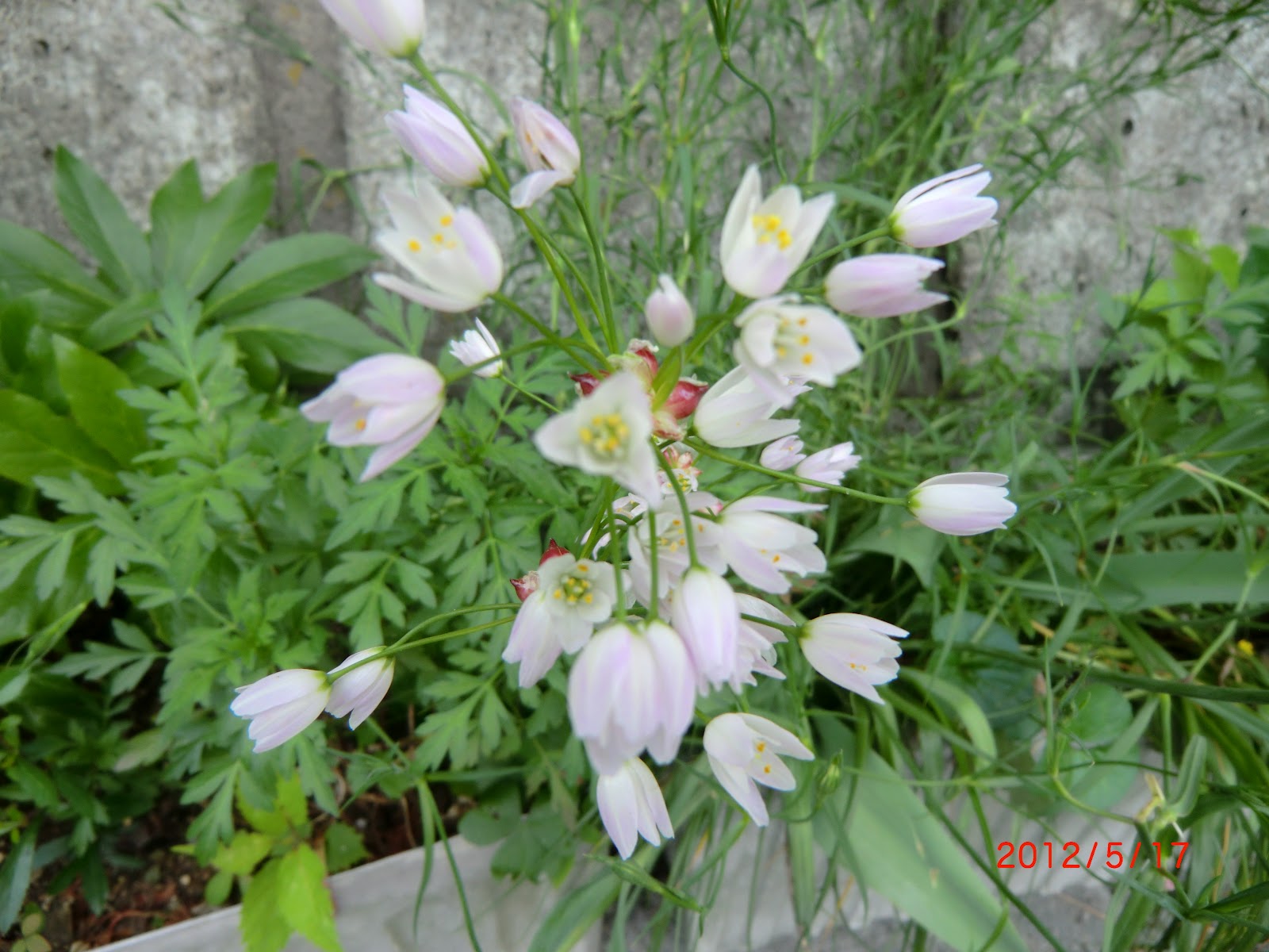 庭の草花 アリウム ロゼウム ピンクの方はイキシア 槍水仙 と思います