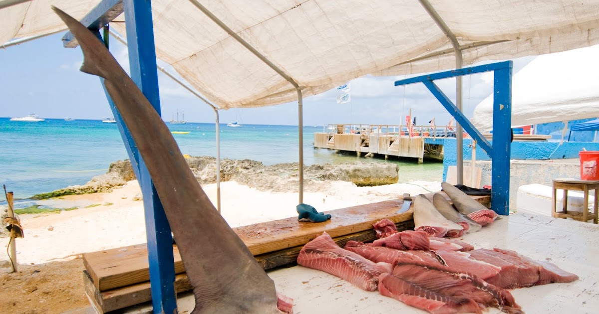 Neptune's Defenders: Hammerhead shark meat sold causes concern