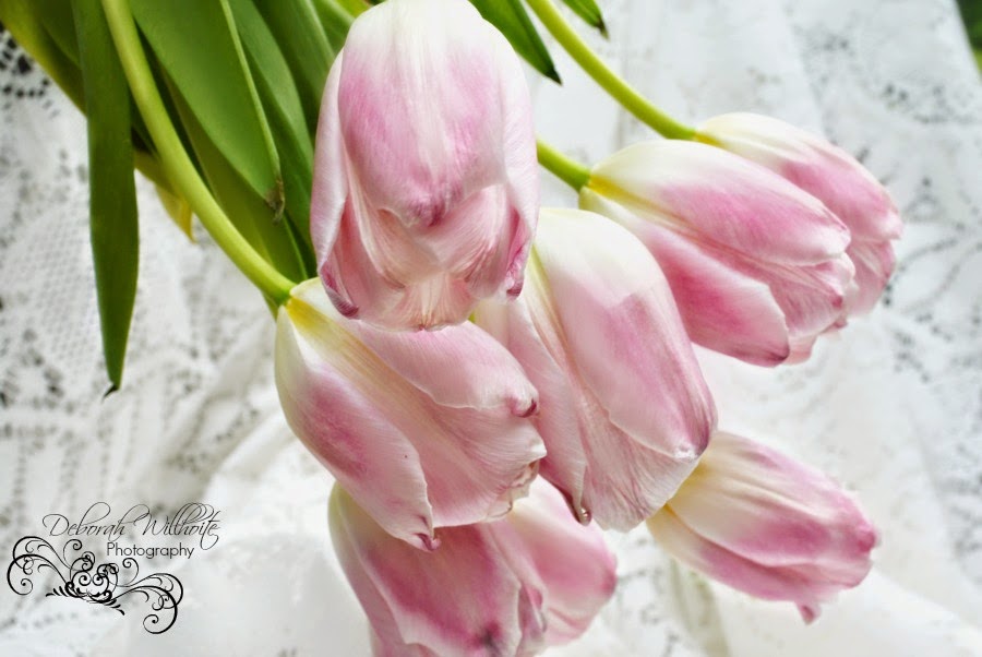 Cameo cottage designs: tutorials Cameo Cottage Designs: Tutorials