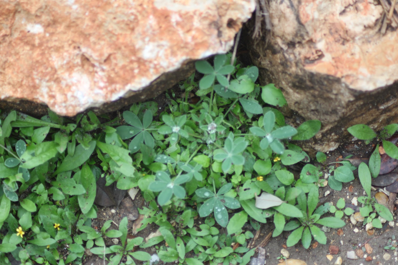 RockOakDeer Growing Texas from Seed