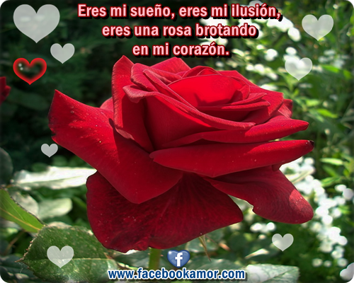 Rosas rojas con frases de amor imagenes romanticas - Imagenes De Rosas Rojas Con Frases De Amistad