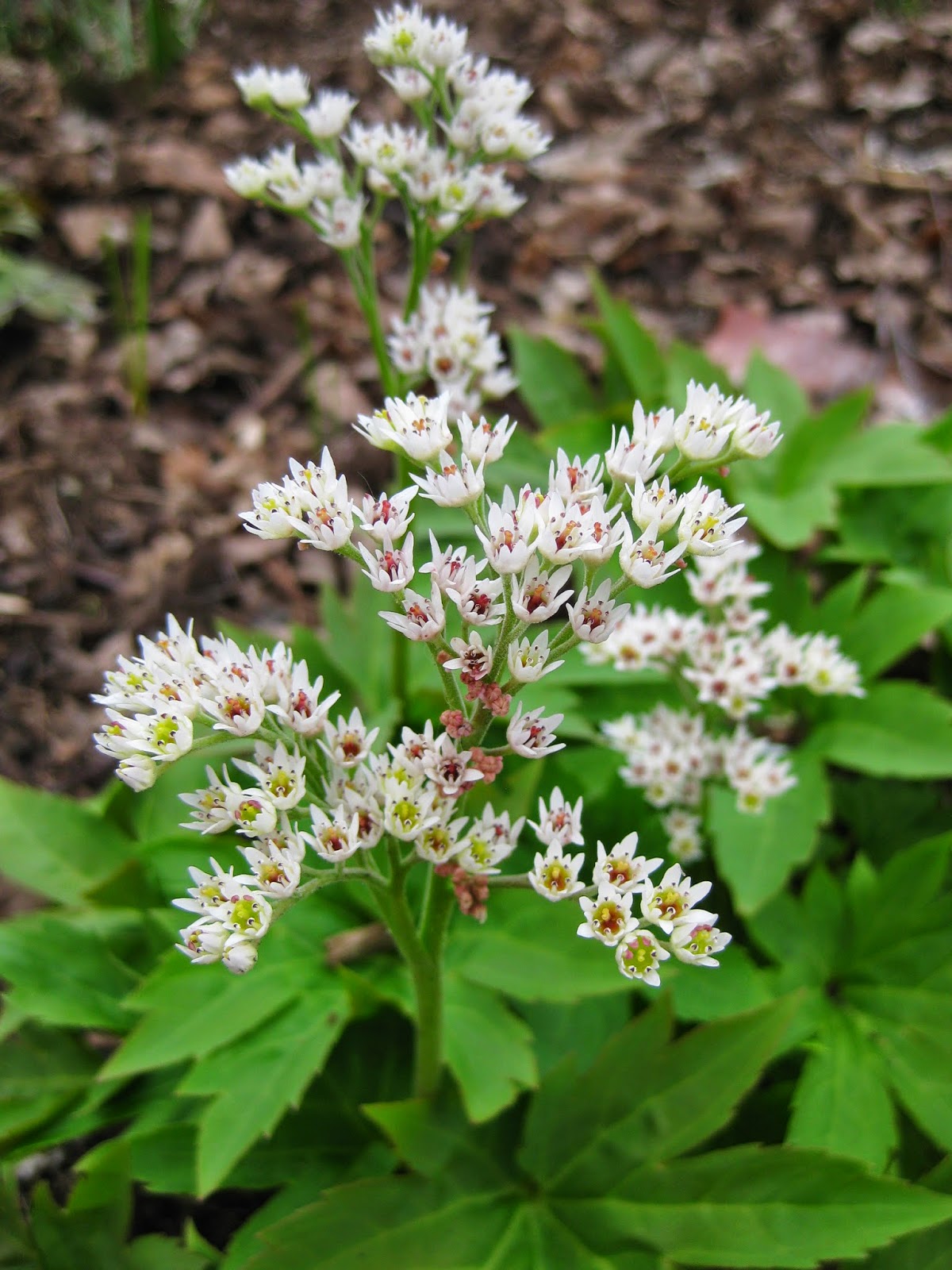 Plants For Dry Shade The Garden Of Eaden