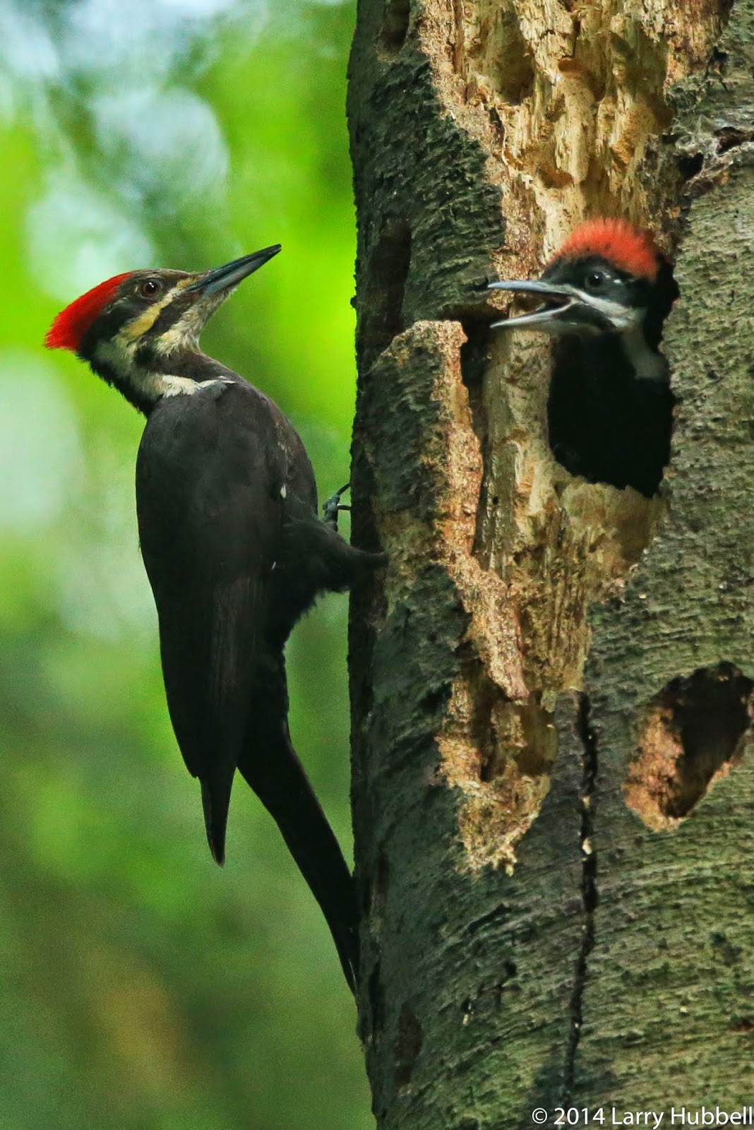 Union Bay Watch The Graduates From Woodpeckers To Owls