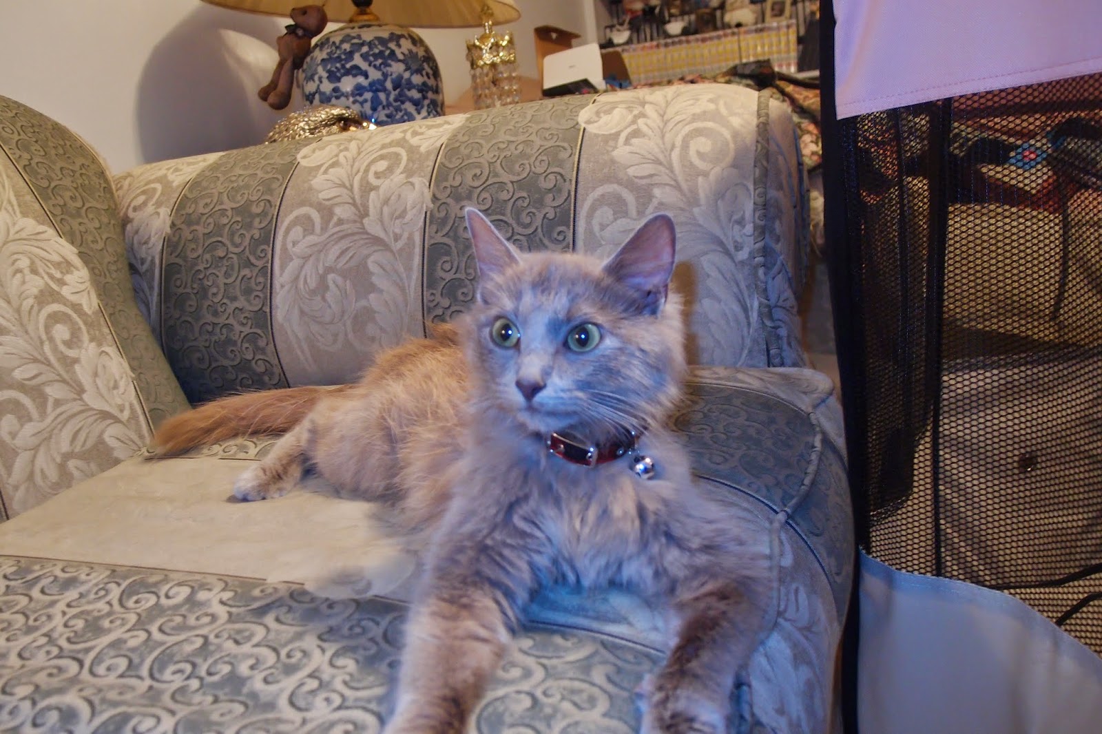 Friday S Friend Cat Adoption Fancy Cats Rescue From The Dog S